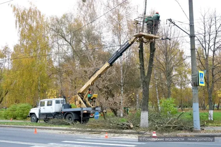 В Гомеле удаляют заражённые ясени на Студенческом проезде
